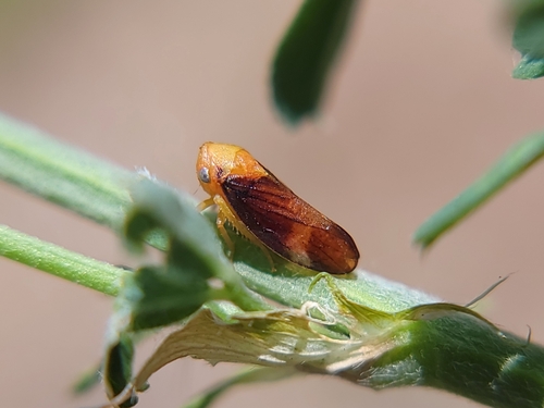 Macropsis delongi