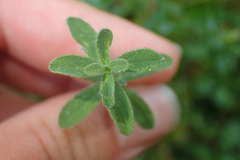 Hypericum perforatum