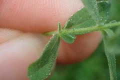 Hypericum perforatum