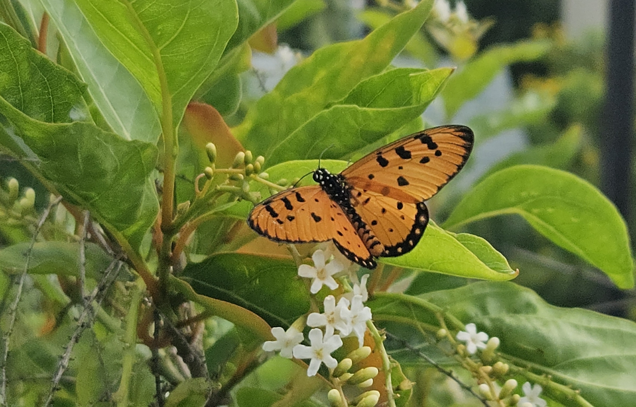 Tawny Coster