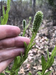 Pterocaulon serrulatum