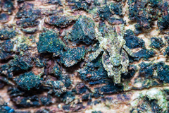 Eurymorphopus bolivariensis