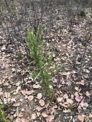 Pterocaulon serrulatum