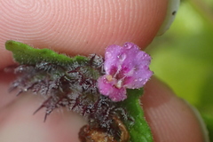 Clinopodium vulgare