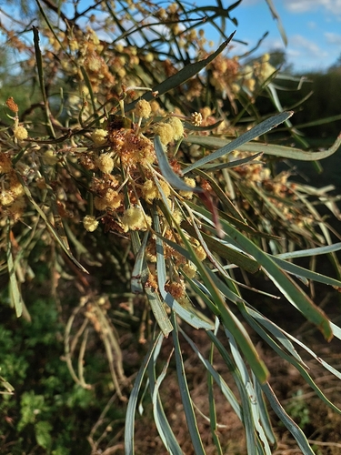 shoestring acacia