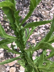Pterocaulon serrulatum