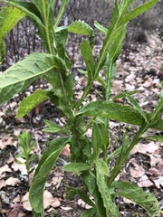 Pterocaulon serrulatum