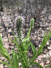 Pterocaulon serrulatum