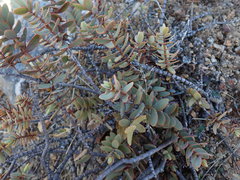 Veronica amplexicaulis