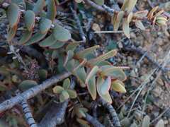 Veronica amplexicaulis