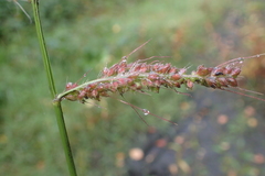 Poaceae