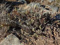 Veronica amplexicaulis