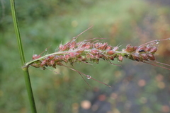 Poaceae