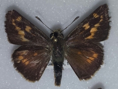 Hesperia meskei