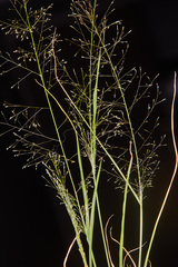 Sporobolus tenuissimus