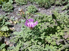 Psephellus daghestanicus