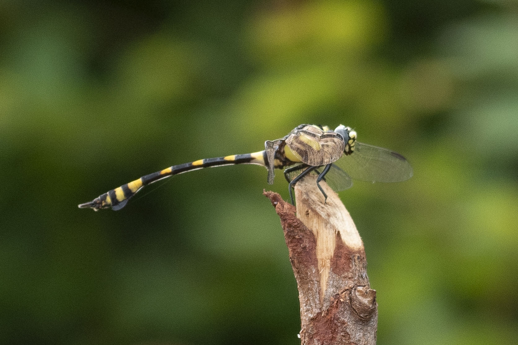 Indian Common Clubtail