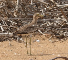 Burhinus senegalensis