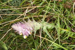 Melampyrum carstiense