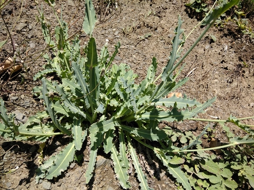 Reichardia dichotoma