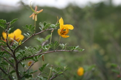 Chamaecrista greggii