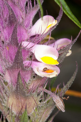 Melampyrum carstiense