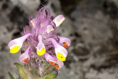 Melampyrum carstiense