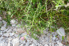 Melampyrum carstiense