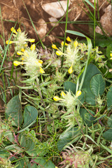 Melampyrum carstiense
