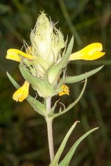 Melampyrum carstiense