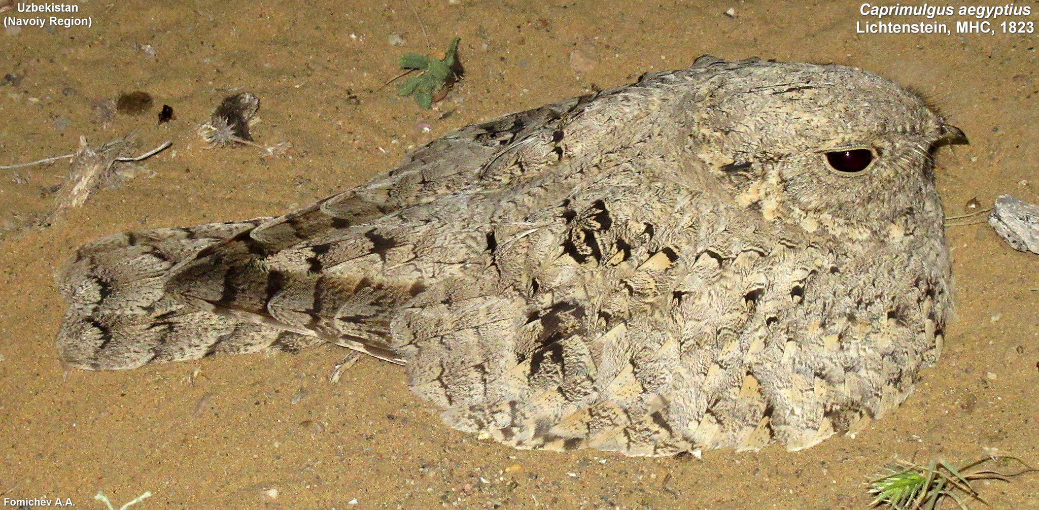 Egyptian Nightjar (Caprimulgus aegyptius), photo 7