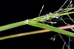 Sporobolus tenuissimus