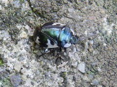 Tritomegas rotundipennis
