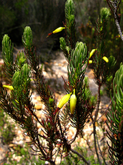 Erica plukenetii