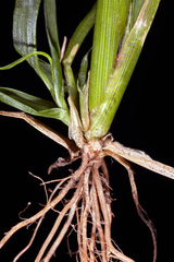 Sporobolus tenuissimus