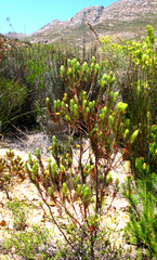 Erica plukenetii