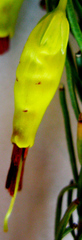 Erica plukenetii