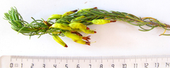 Erica plukenetii