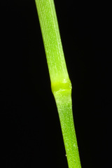 Sporobolus tenuissimus