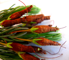 Erica plukenetii