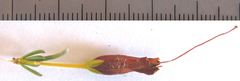 Erica plukenetii