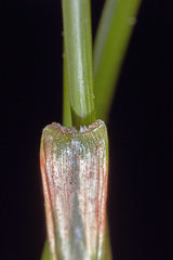 Sporobolus tenuissimus