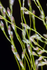 Sporobolus tenuissimus