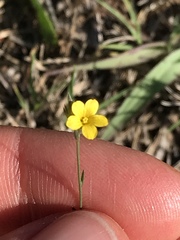 Linum trigynum