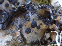Umbilicaria umbilicarioides