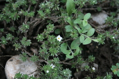 Euploca confertifolia