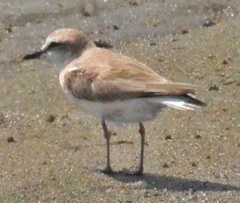 Charadrius marginatus