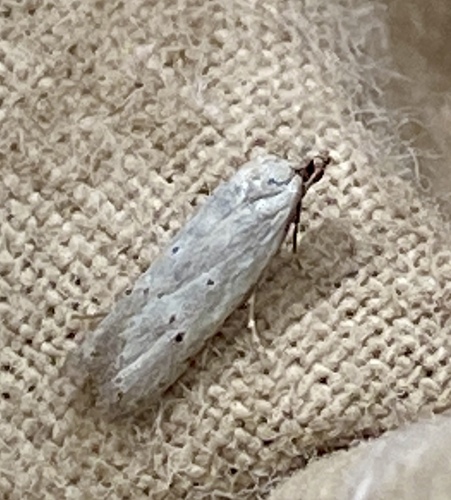 Carposina gracillima observed 2025-06-18