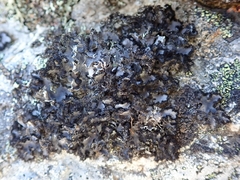 Umbilicaria umbilicarioides