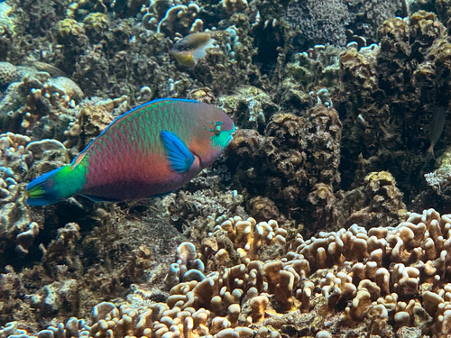 Greenblotch Parrotfish — seen at this dive site